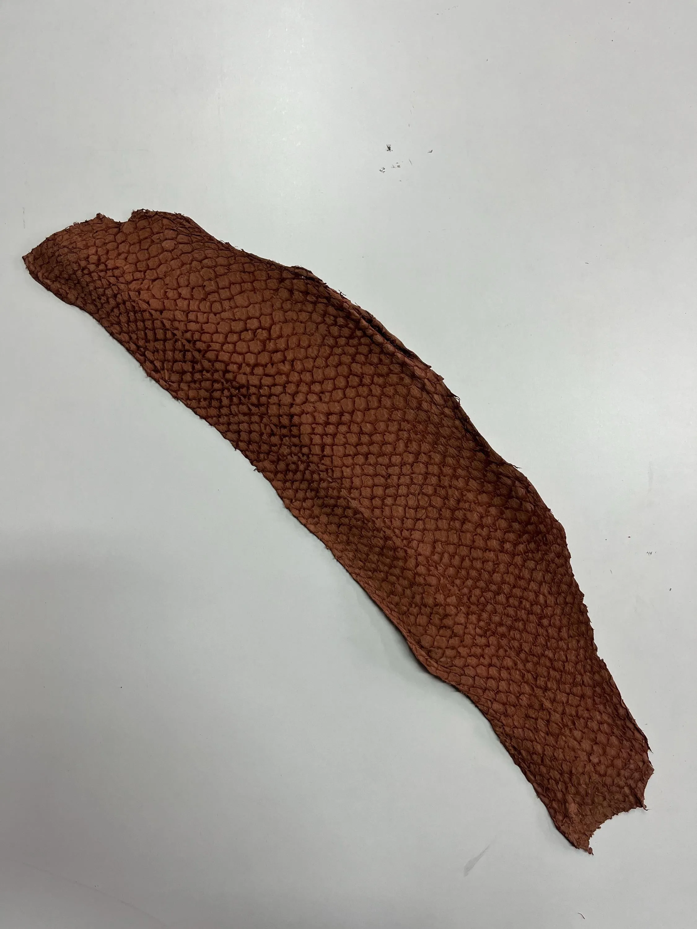Genuine fish leather hide, perch fish skin, exotic leather for crafts in various colors thickness 0,8mm(2 oz)- 6 skins pack!