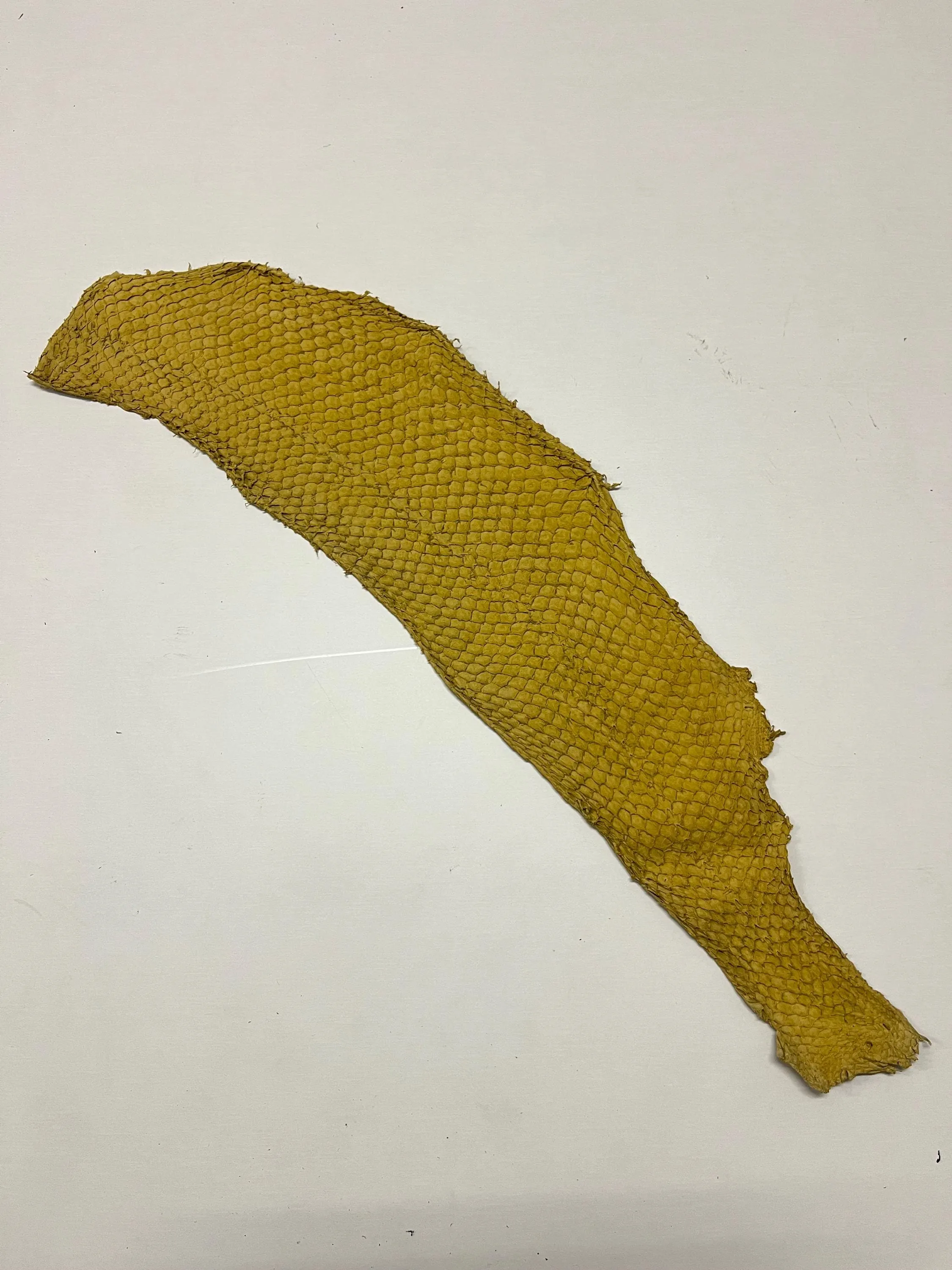 Genuine fish leather hide, perch fish skin, exotic leather for crafts in various colors thickness 0,8mm(2 oz)- 6 skins pack!